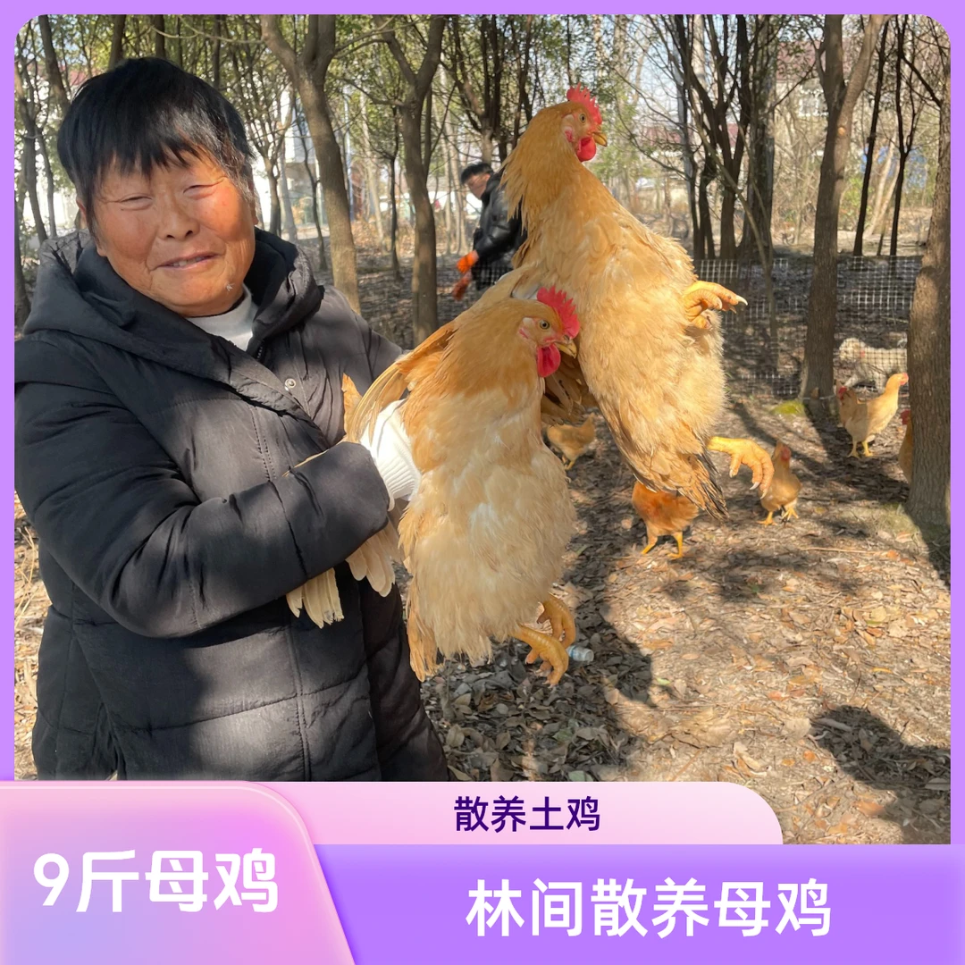 活鸡母鸡 两只毛重6斤 嫩鸡 180天散养土鸡品种 溜达鸡走地鸡