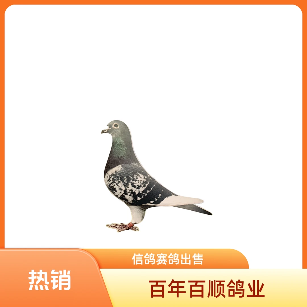 信鸽赛鸽种鸽成绩鸽子