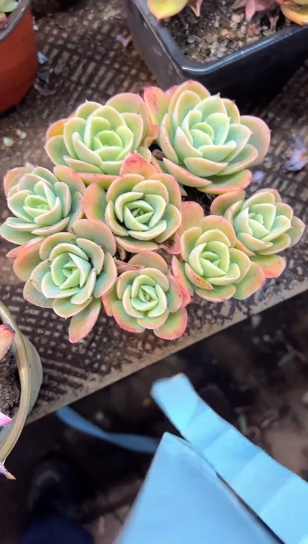 ✨***雪多肉植物一物一拍27437