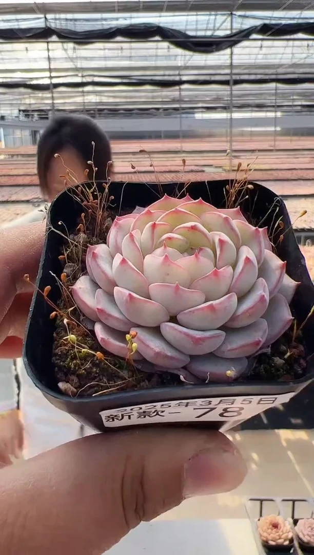 【闪购商品】新款多肉-78