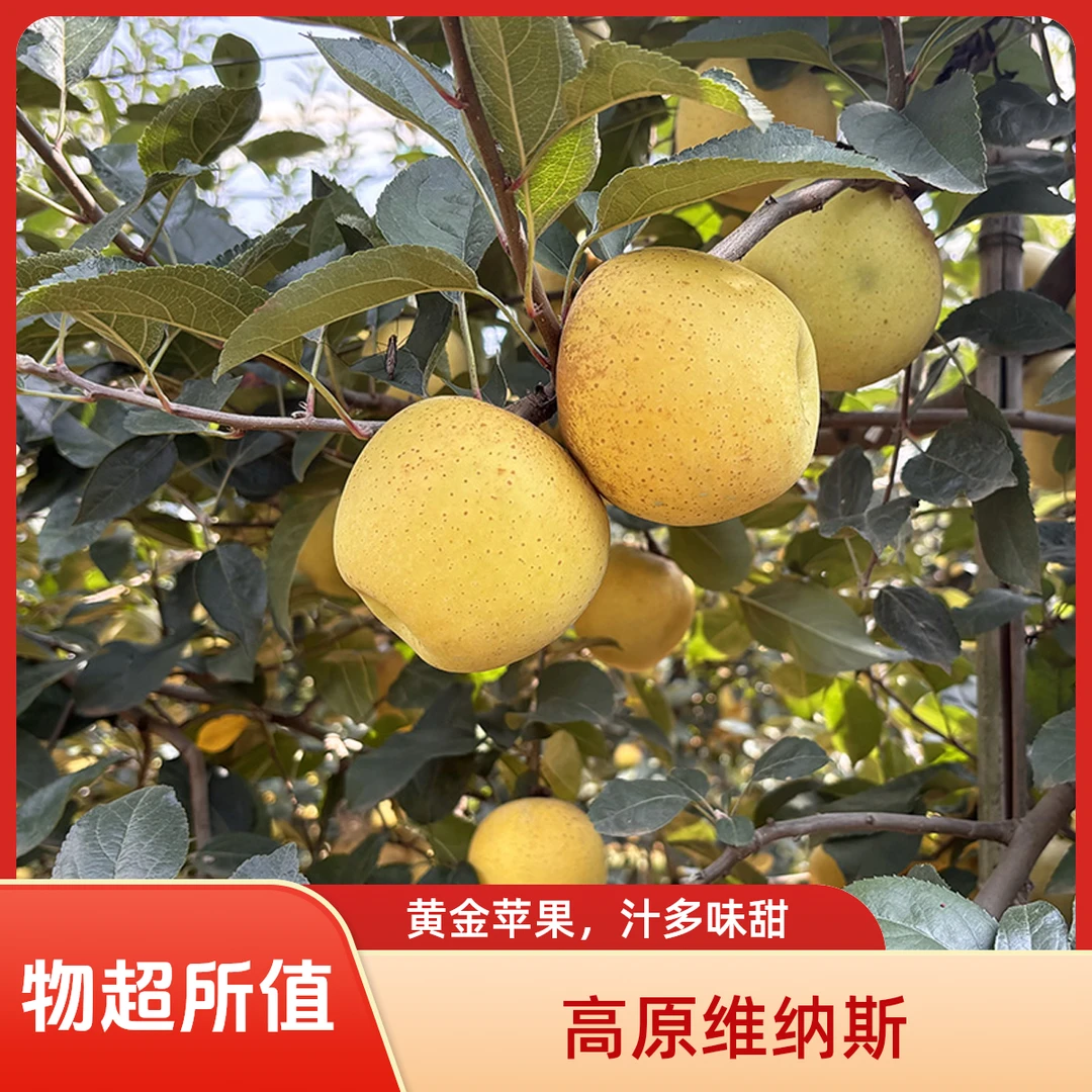 【云果滇香】高山丑维纳斯黄金苹果脆爽多汁丑苹果老人学生水果