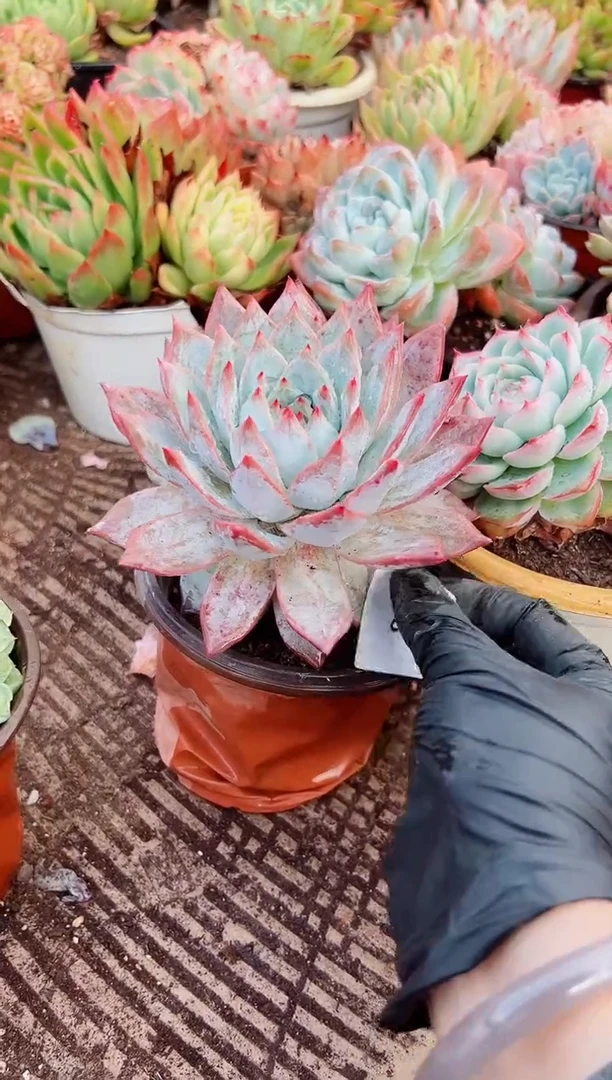 小**✨多肉植物一物一拍05028