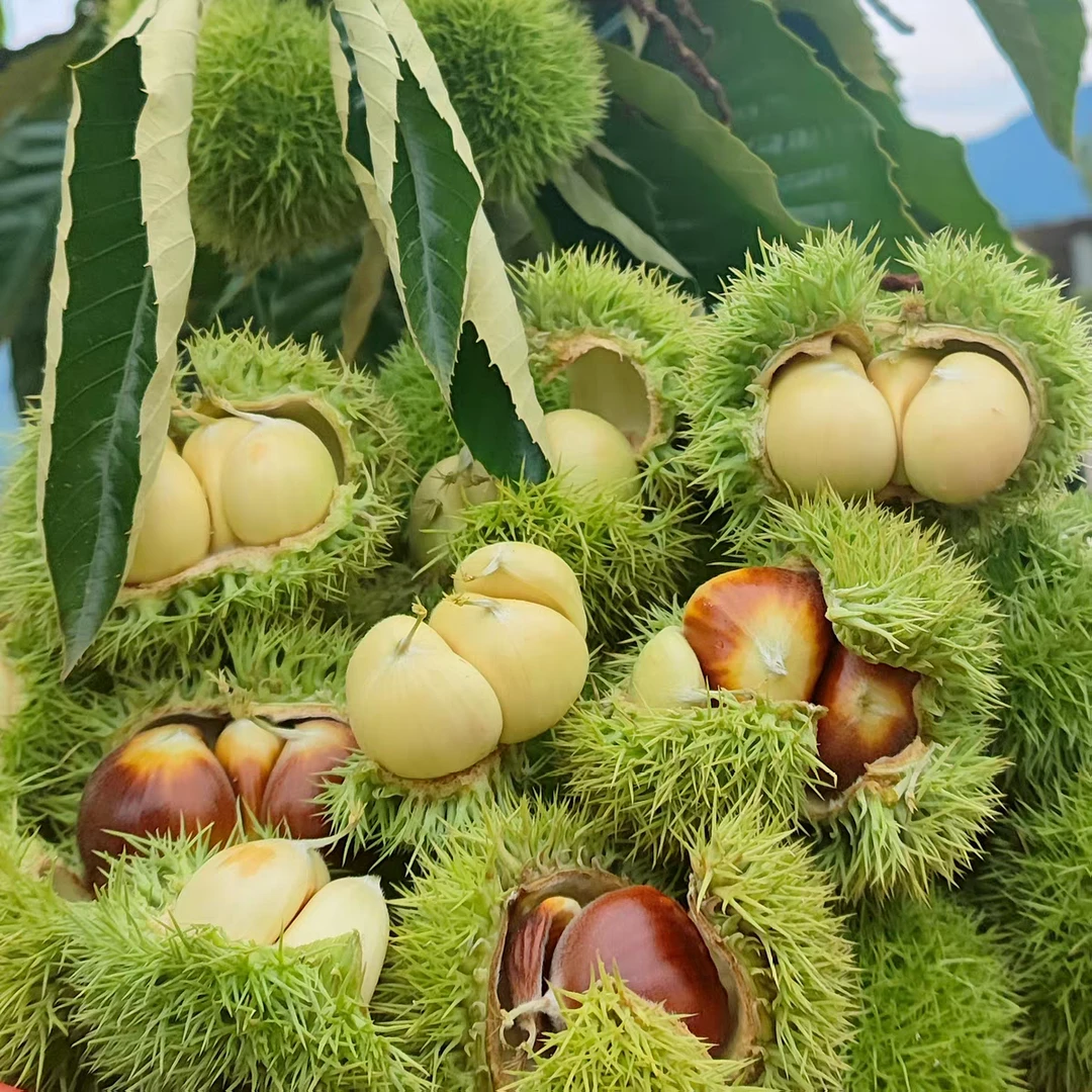 新鲜云南生板栗2025新鲜嫩板栗刺球白皮板栗去壳毛板栗