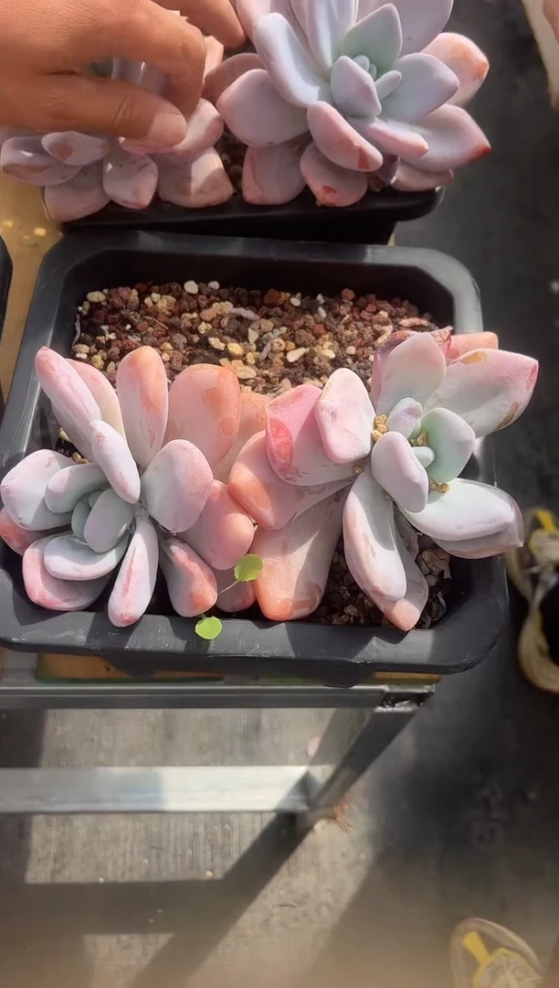粉兔