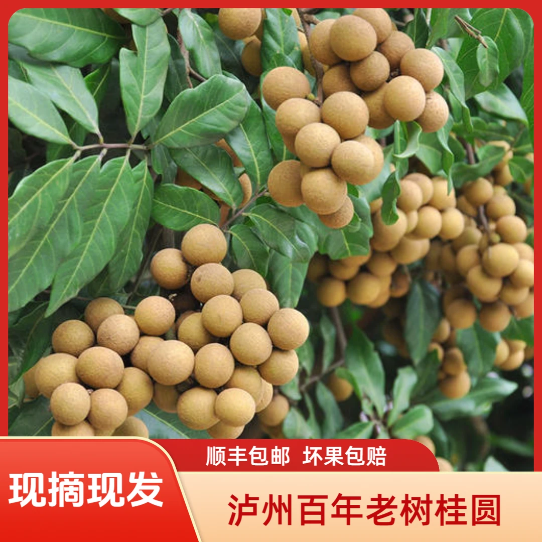 顺丰包邮精品泸州桂圆新鲜龙眼现摘现发香甜多汁肉厚当季新鲜水果