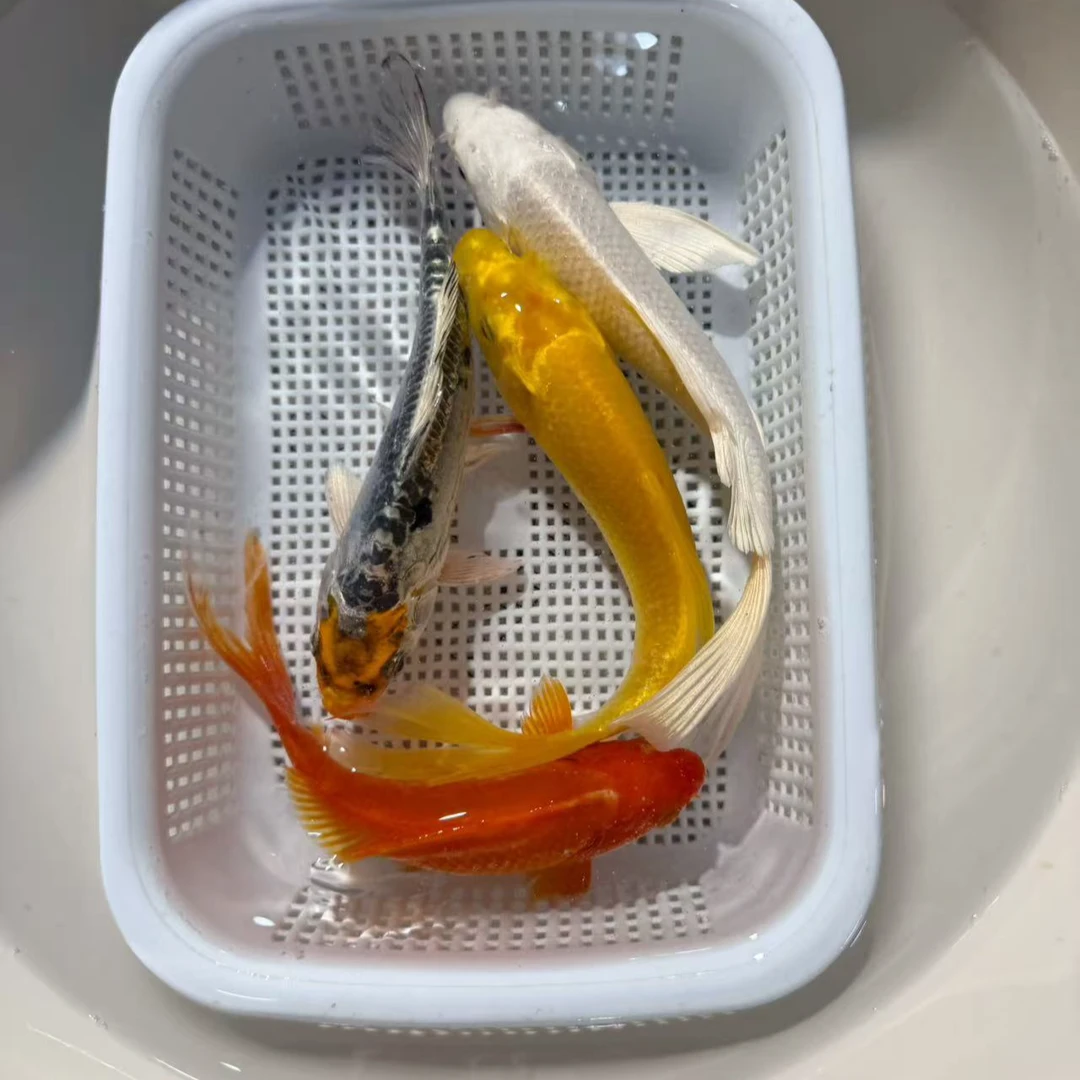 【四喜】1黄1白1红1水墨13-15公分冷水观赏鱼锦鲤鱼