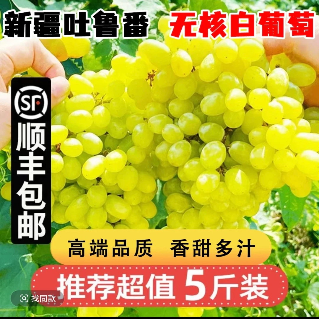 （新疆吐鲁番无籽青提）马奶提 新鲜水果核心产区 白葡萄