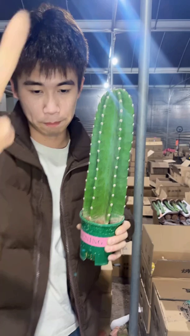 【闪购商品】【带根】25cm+ 量天尺