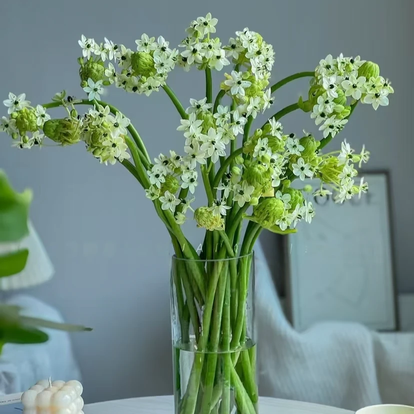 花小贝伯利恒之星10枝