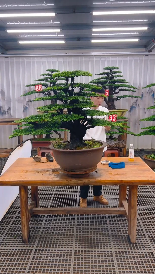 无花朵平*精品盆景直播间一物一拍