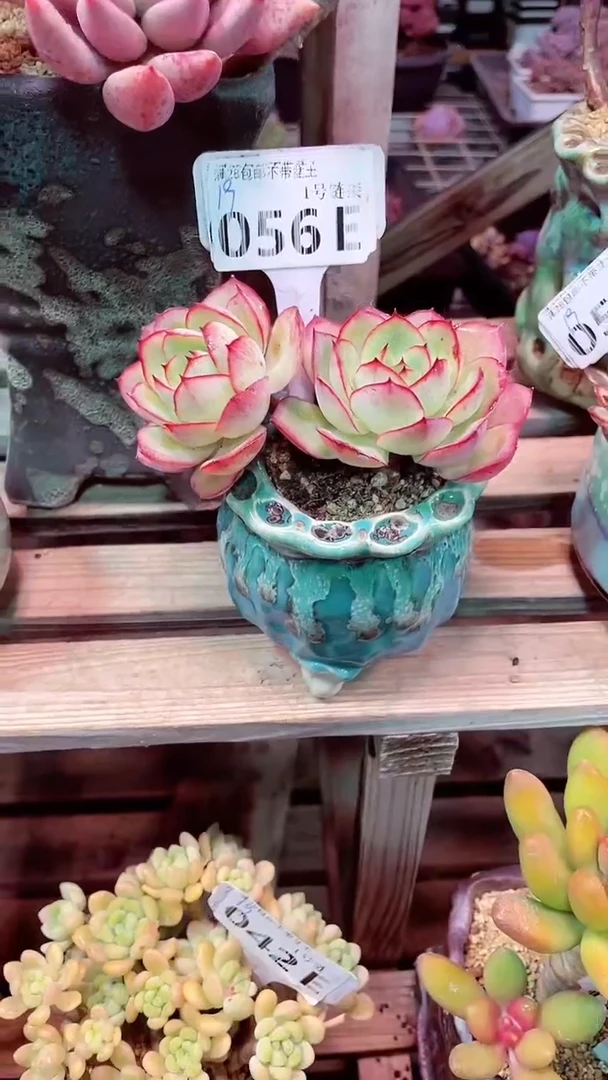 【闪购商品】056EEE