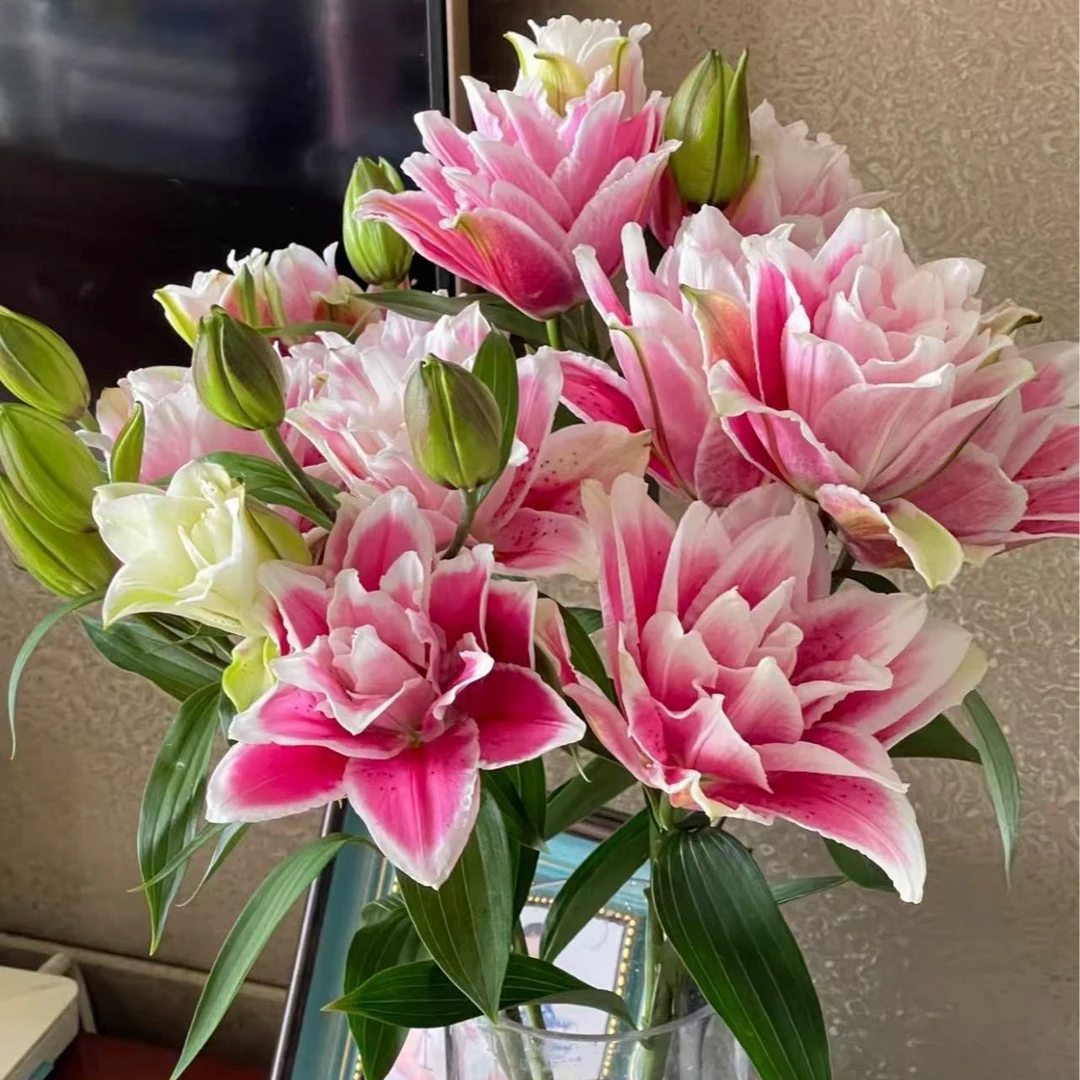 逸禾基地火星之恋多头重瓣百合切花鲜花2单顺丰包邮在送保鲜剂