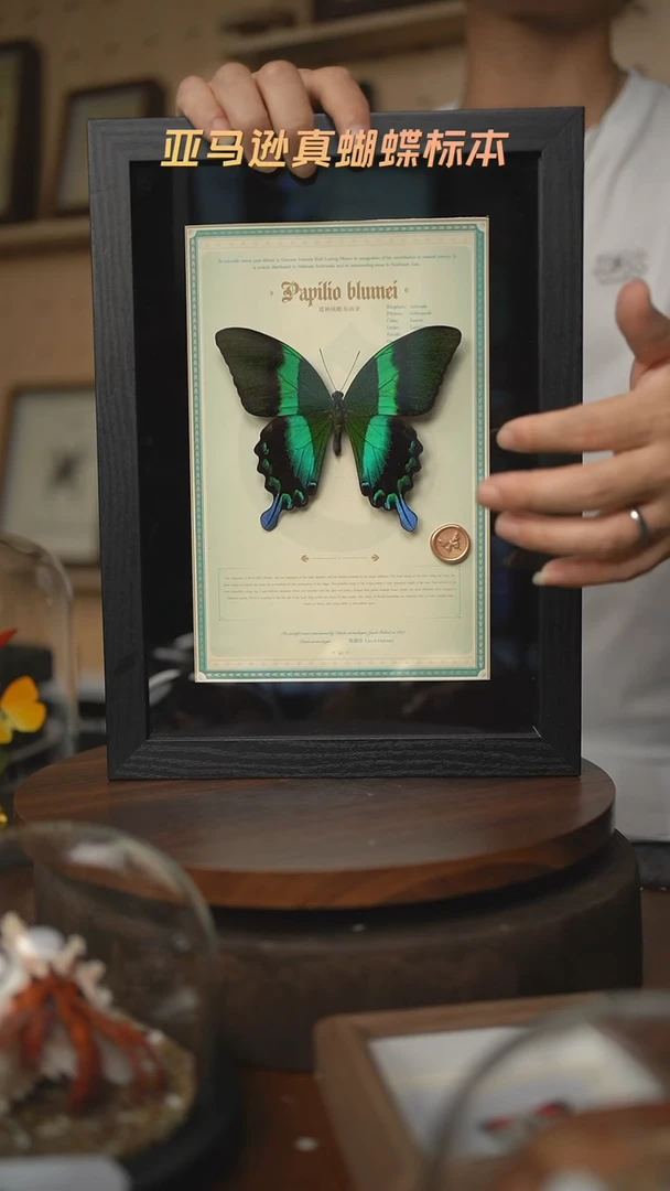 爱神凤蝶设计款A4黑框