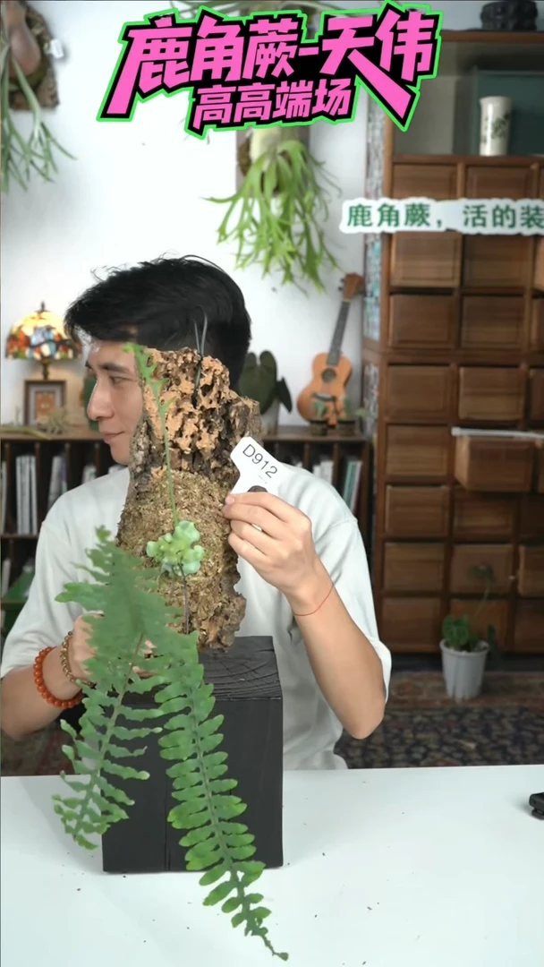 不开花植物D912-上板蓝蚁蕨