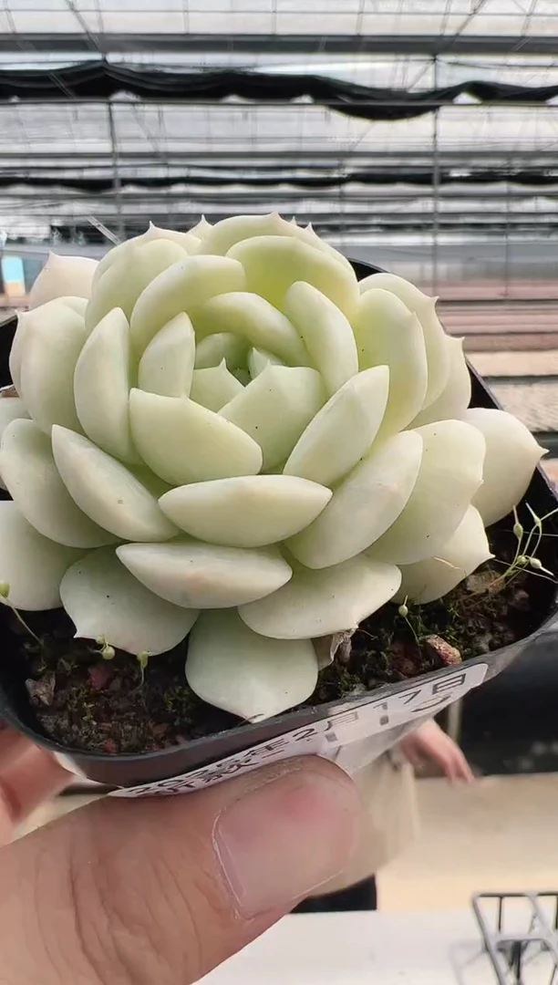 【闪购商品】新款多肉-115