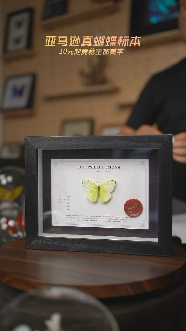 有机玻璃蝴蝶标本E18