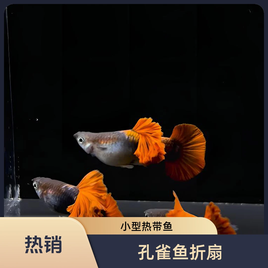 孔雀鱼 折扇 菊花帆折扇 小型热带鱼