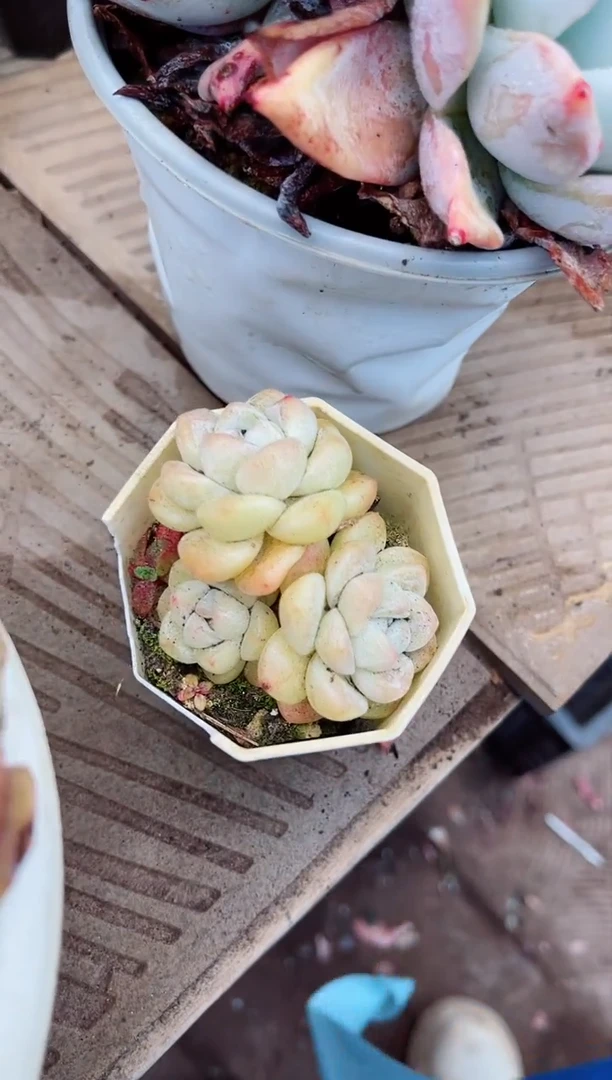 【闪购商品】08120