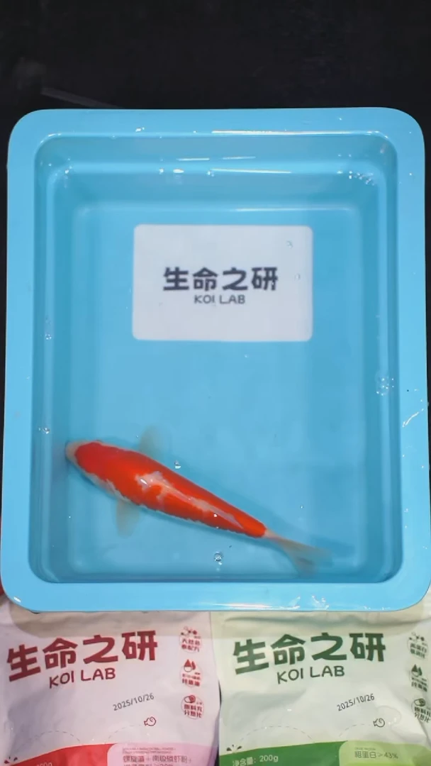 锦鲤血统大正锦鲤红白锦鲤丹顶红白丹顶三色