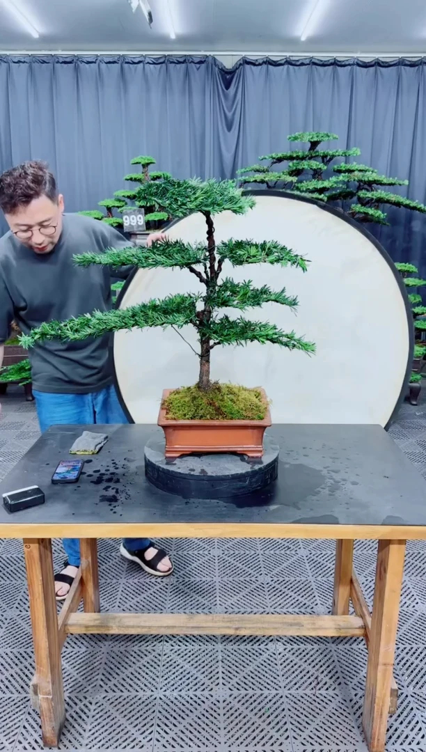 无花朵罗汉松盆景...