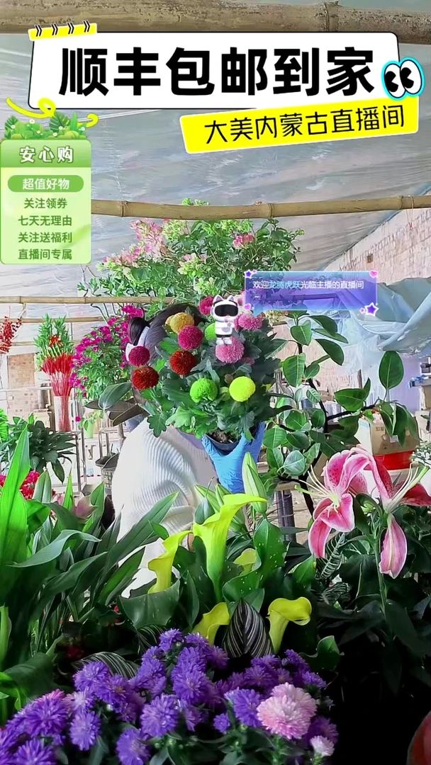 完全开放6色乒乓菊