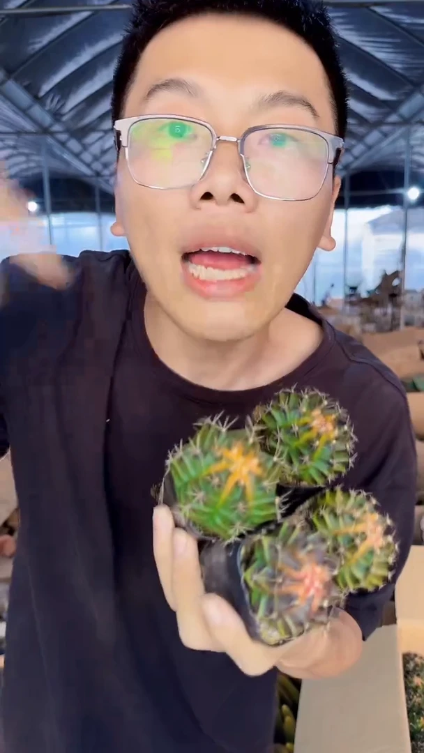 4颗 米哈牡丹 锦【实生根】