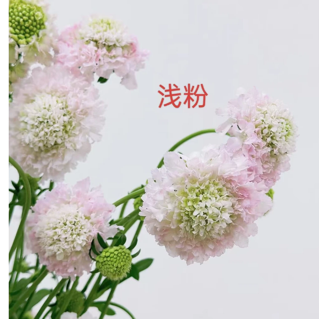 松虫草每扎10枝粉