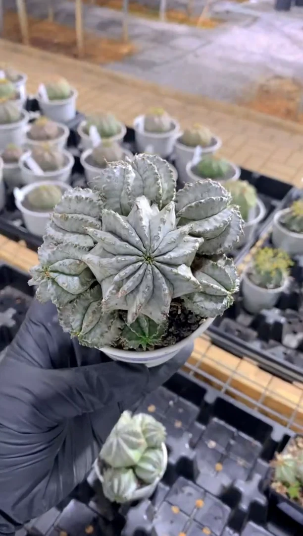 【闪购商品】魁伟玉FB-979