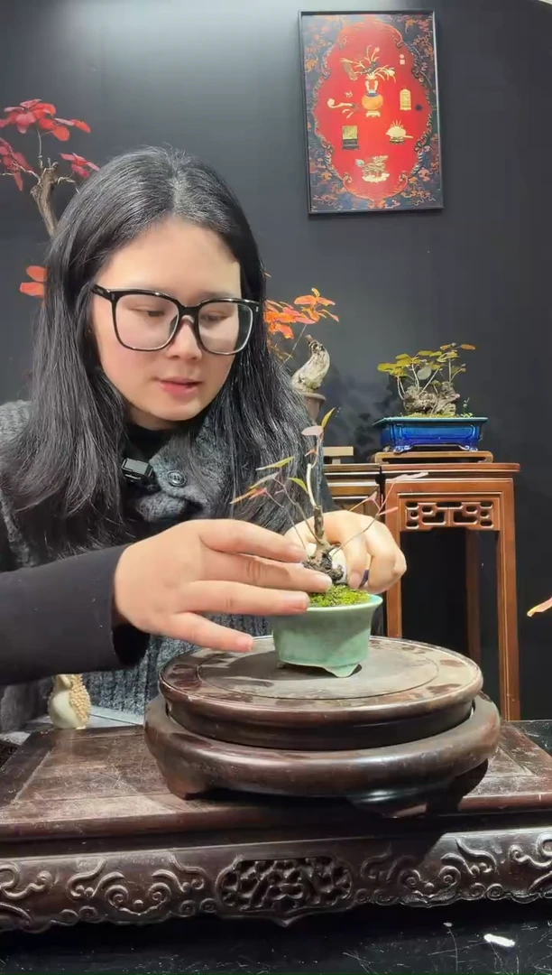 完全开放黄栌000