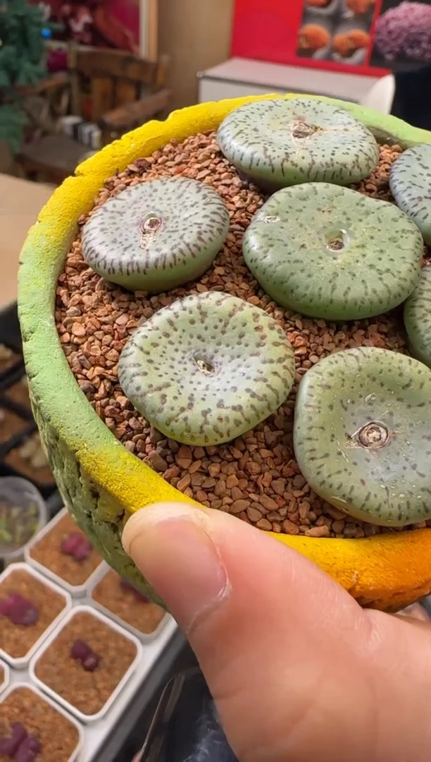 【闪购商品】21-25荷叶安贞一颗