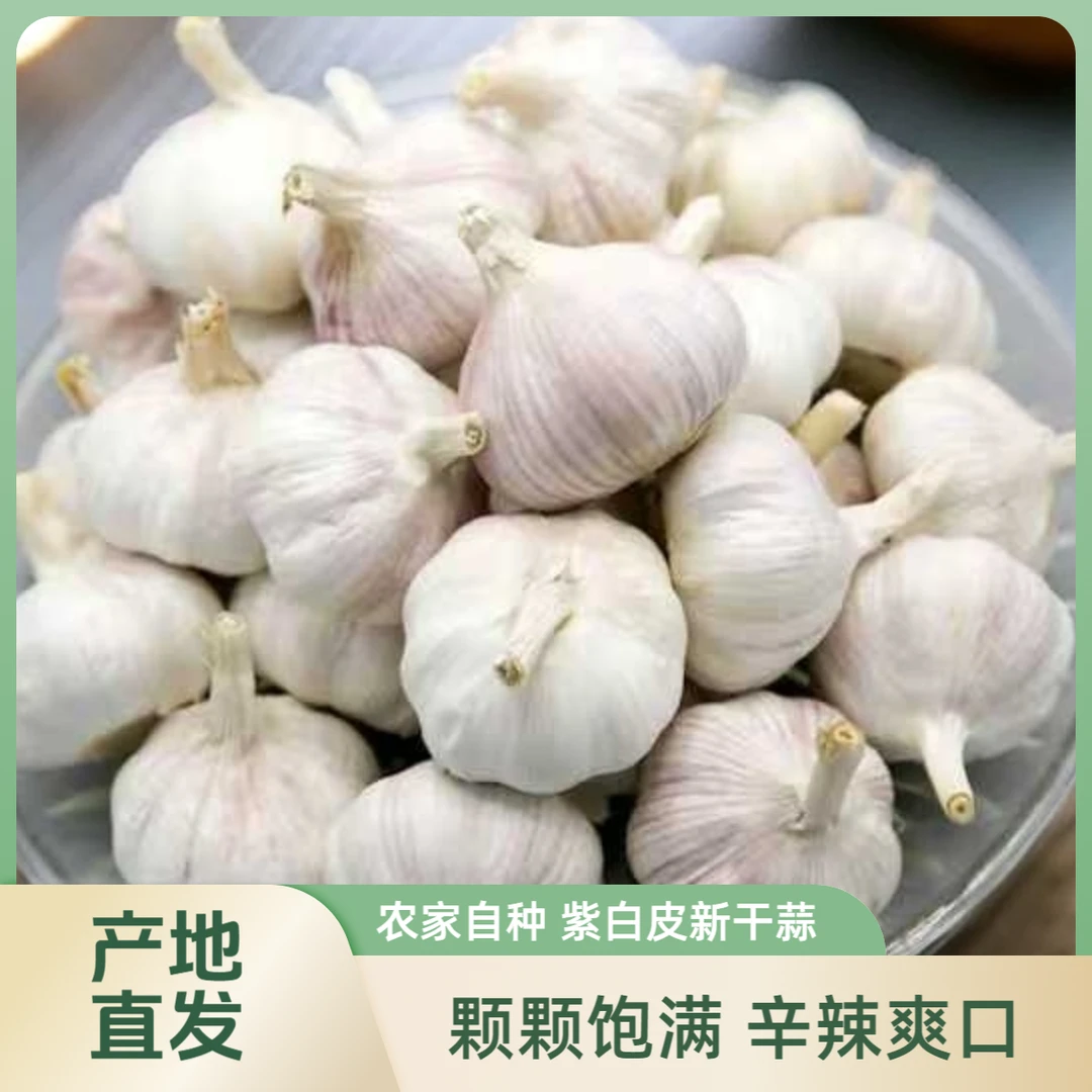 农家自种紫白皮新干蒜可吃可种蒜香浓郁