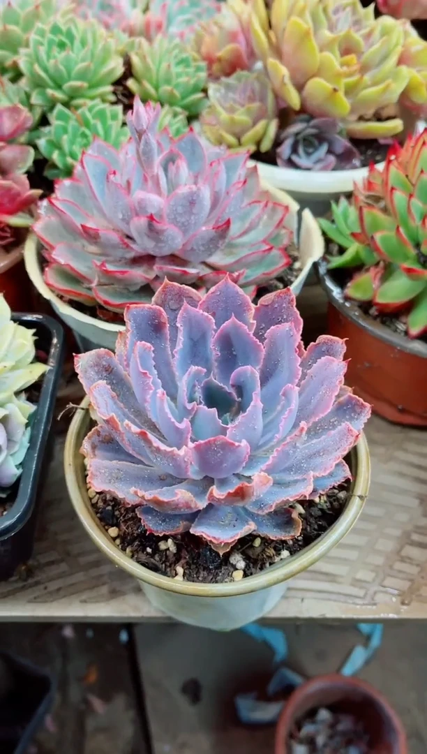 11002多肉植物一物一拍