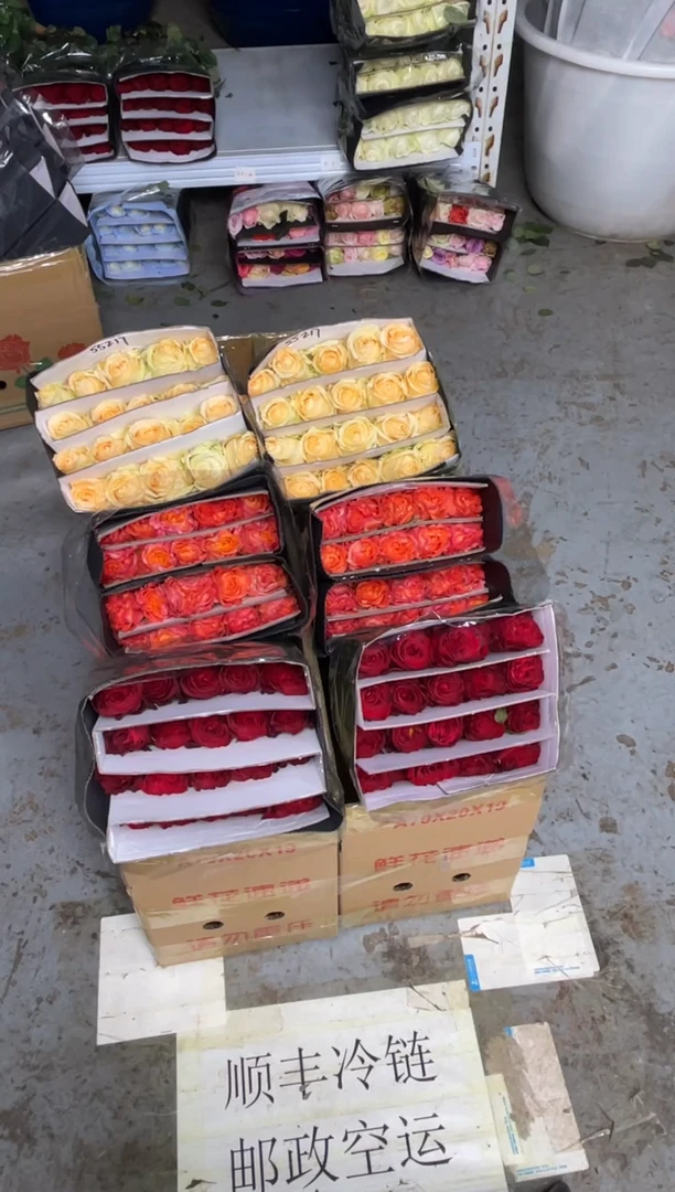 高原红20枝+火灵鸟20枝+香槟20枝