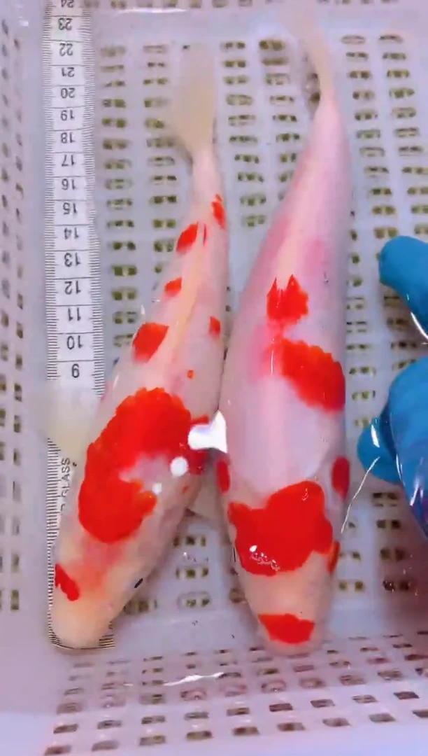 锦鲤冷水观赏鱼全场包邮76