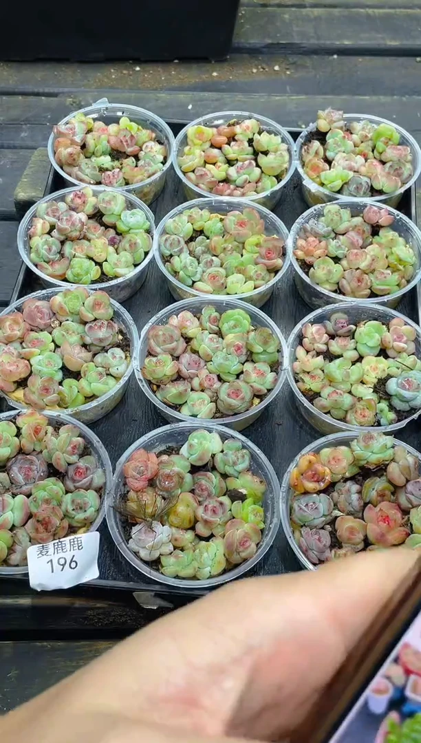 196霸道珍妮品宣款尺寸1.5CM保15颗量拍随机发一盒