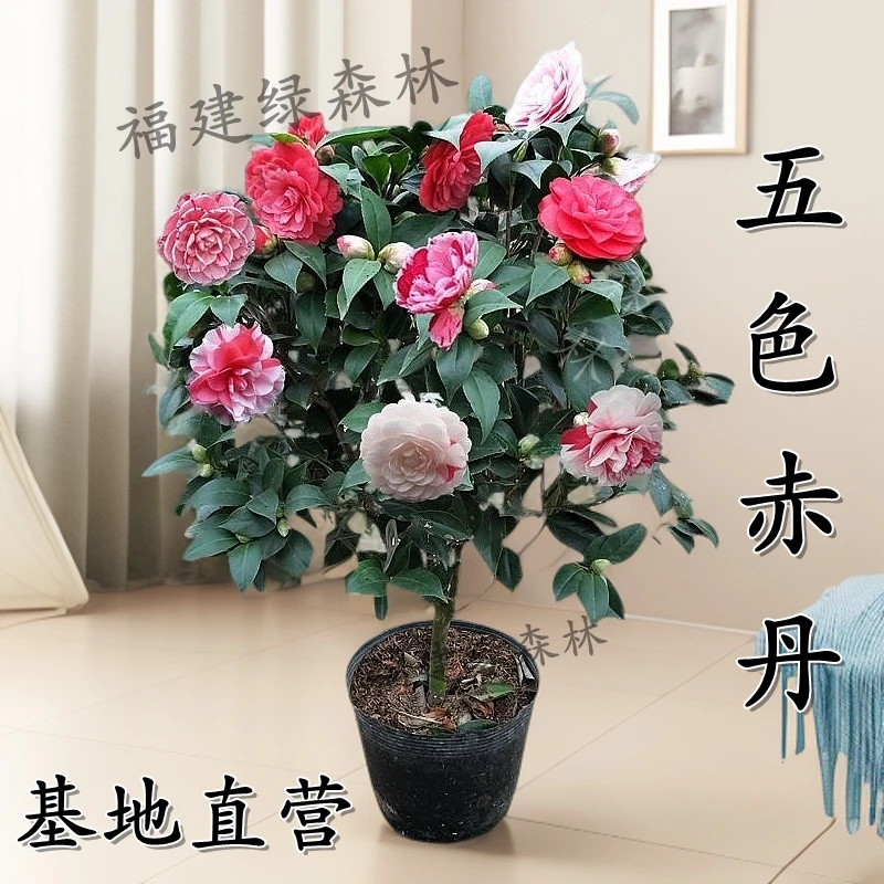 五色赤丹茶花盆栽树苗花卉阳台苗好养绿植四季长青精选