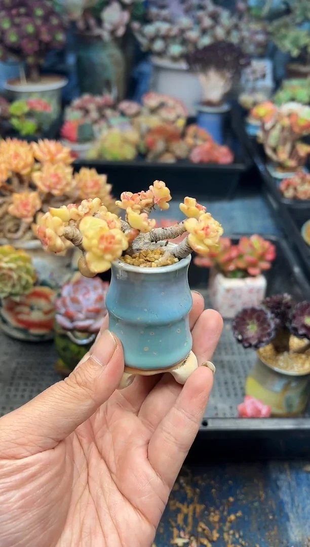 凝*327          不带盆