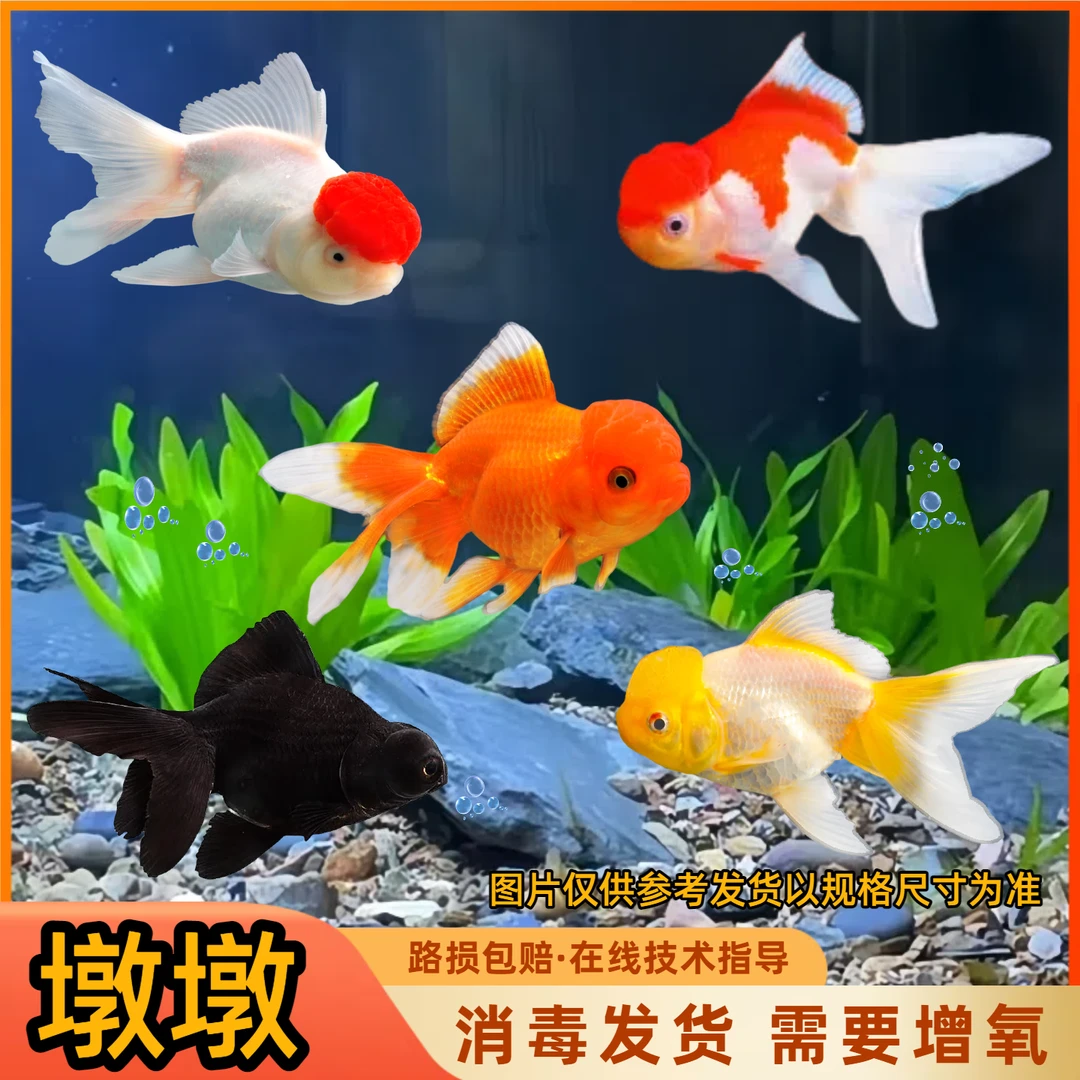 冷水小金鱼鹤顶红招财淡水鱼狮子头鸿运当头观赏鱼好养耐寒小型鱼