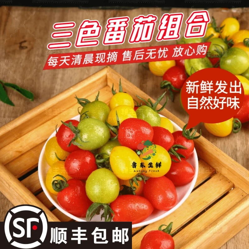 三色混装小番茄现摘彩色圣女果青口蜜阳光即食水果小柿子寿光顺丰
