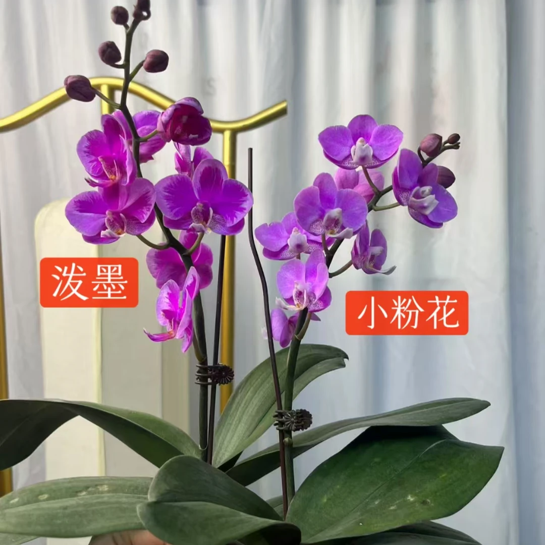 A10【泼墨/小粉花】精品蝴蝶兰室内盆栽（开花较多）