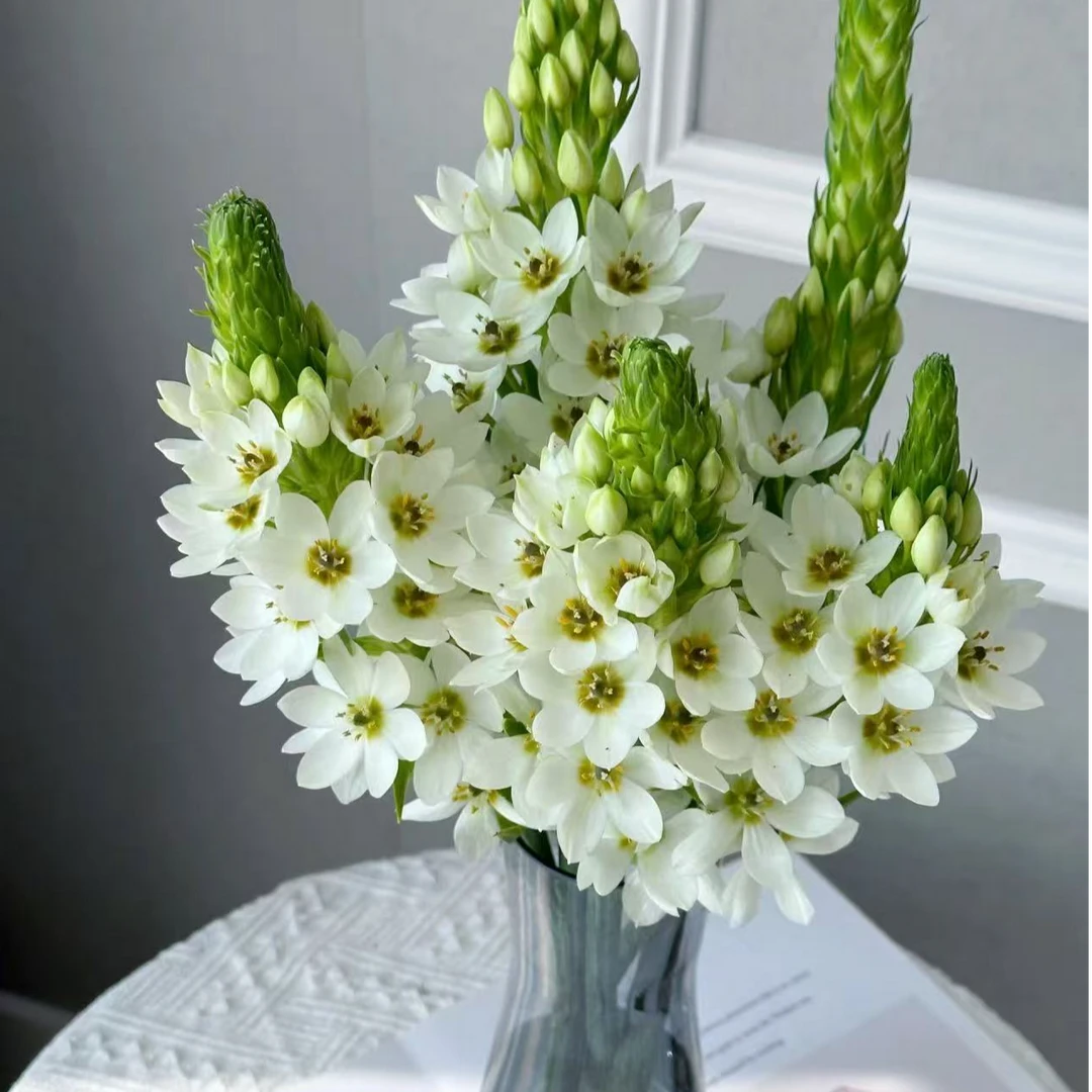 圣心百合--任意两单顺丰包邮