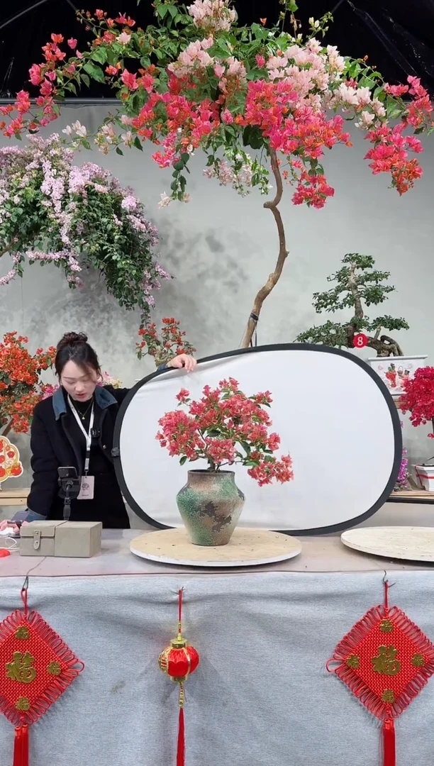 【闪购商品】盆景所罗门