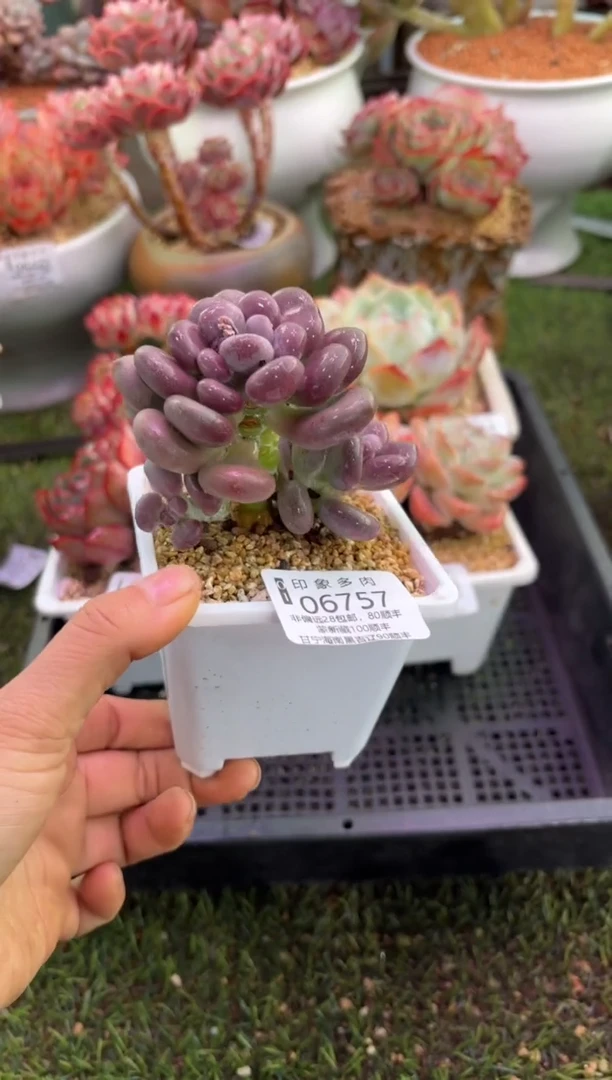 【闪购商品】06757