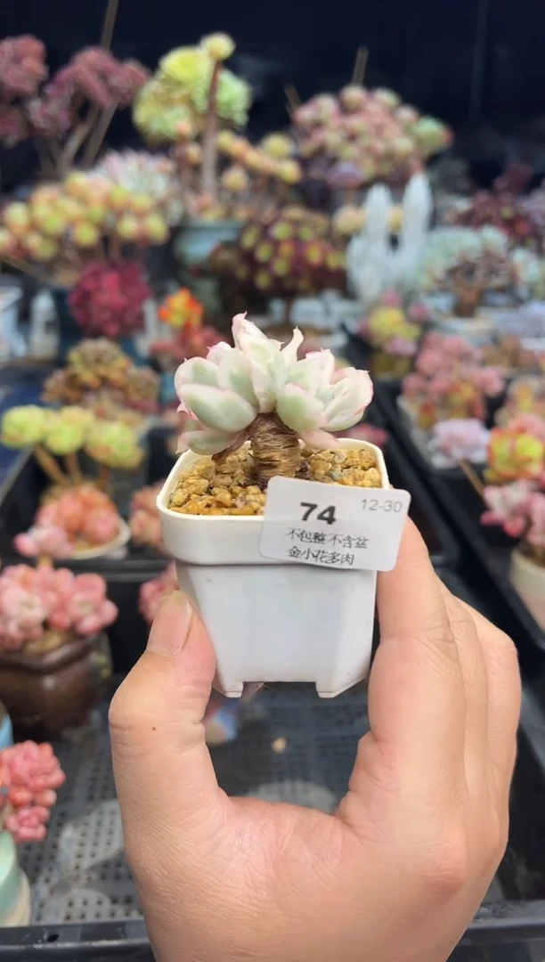 【闪购商品】74不带盆