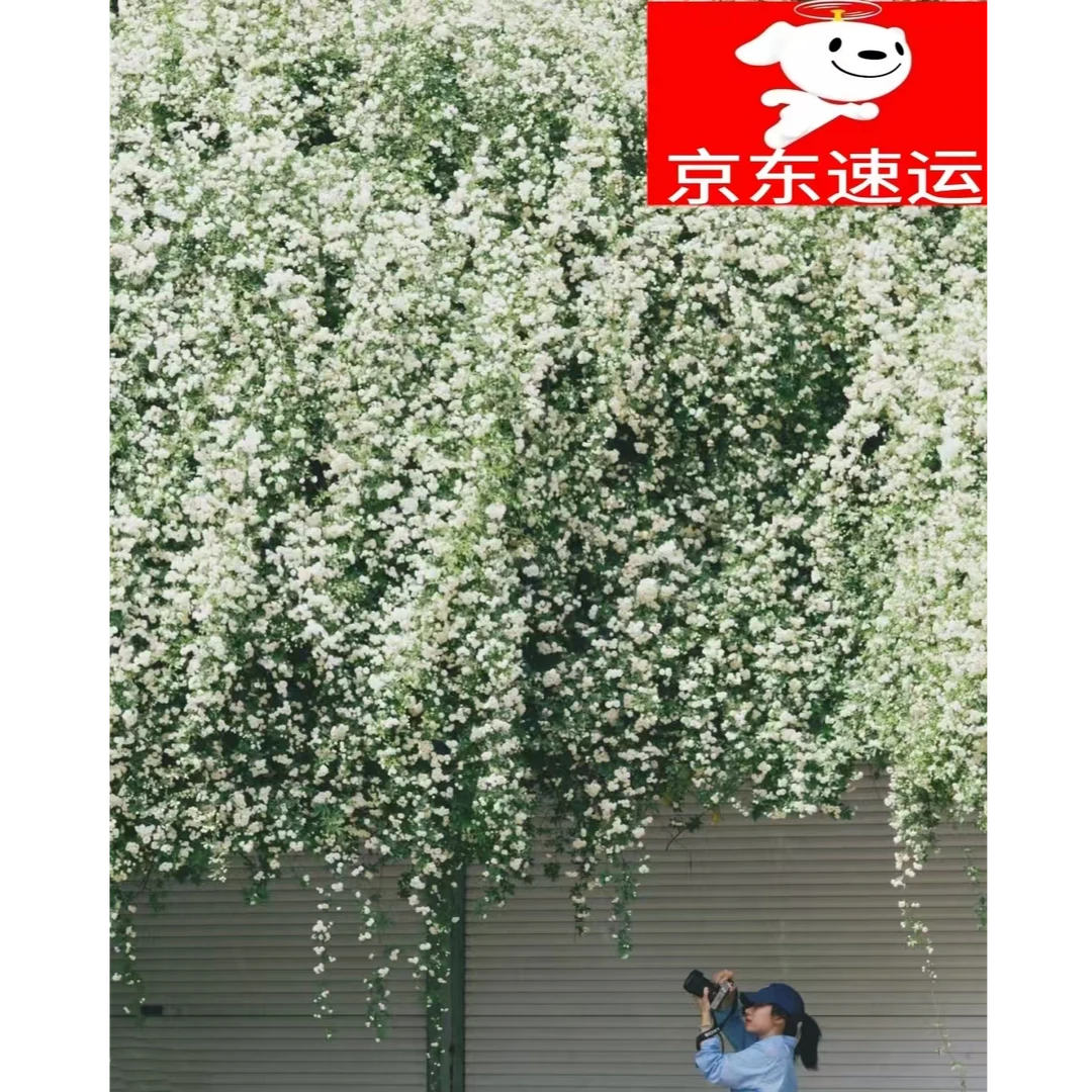 【京东包邮】白木香浓香白色多花庭院爬藤月季【批发木香