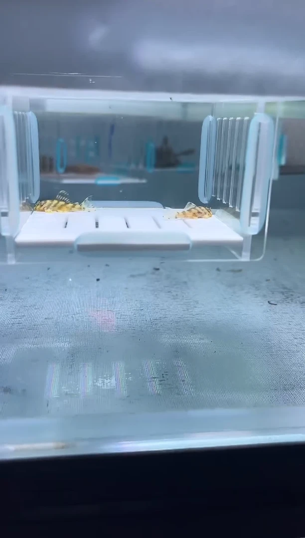 清道夫2.6不包入缸损85