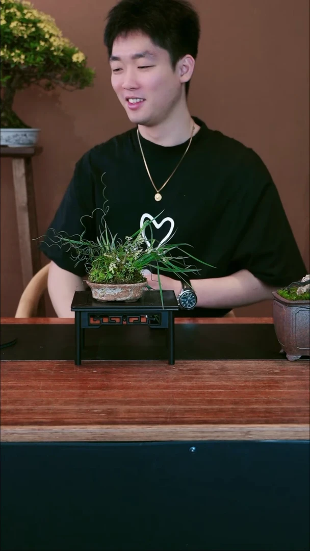 全部花朵山野草盆景盆景