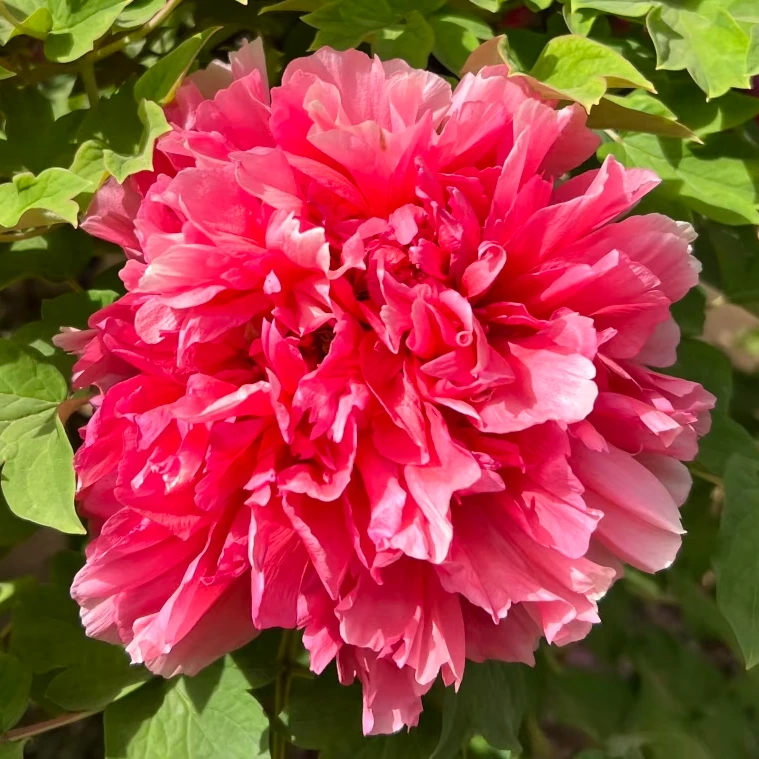 【霓虹焕彩】正宗耐寒重瓣洛阳牡丹花苗带花苞适合室内外庭院种植