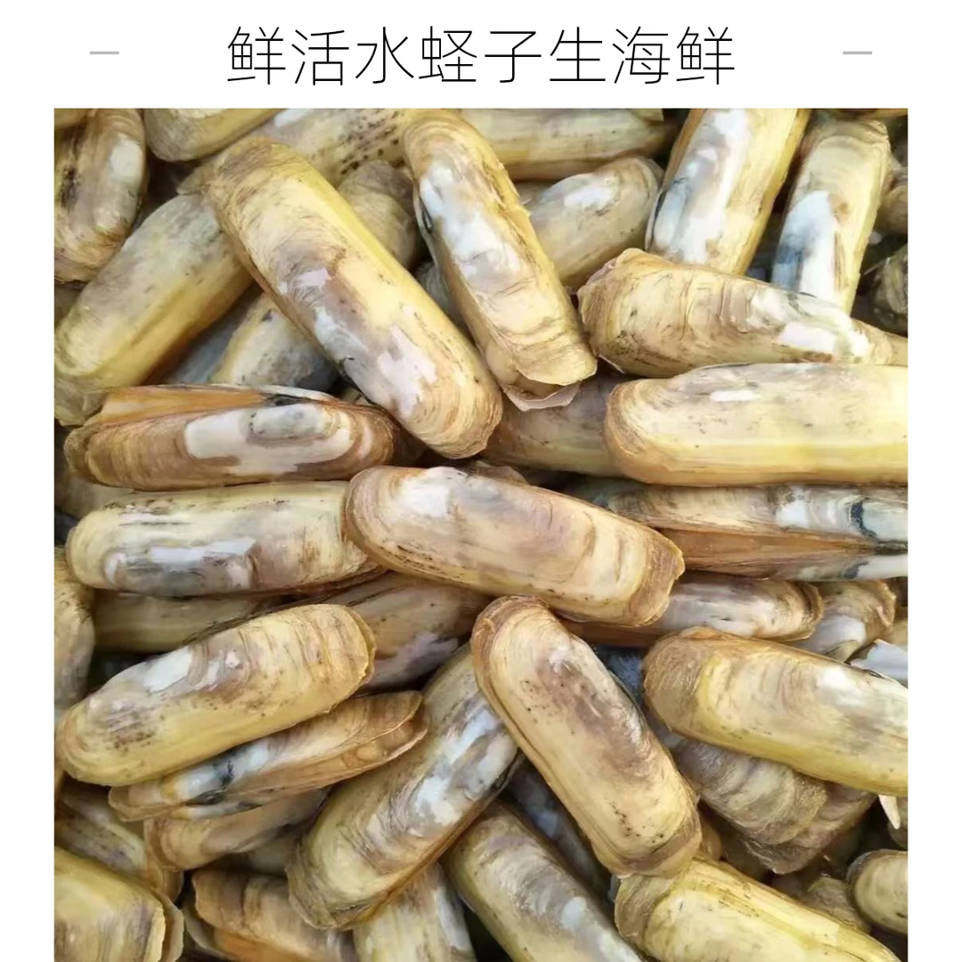【红山店】鲜活水蛏子（海蛏子海鲜贝类连云港美人蛏海贝已吐泥沙生鲜鲜活发顺丰）