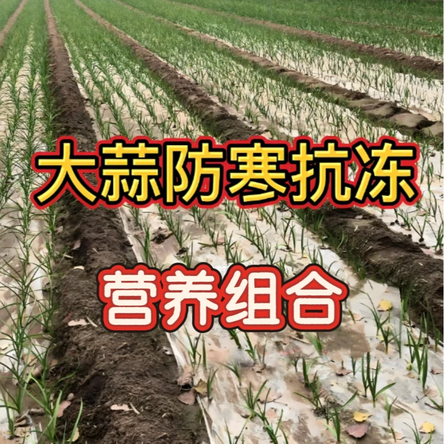 大蒜防冻一套一亩营养组合